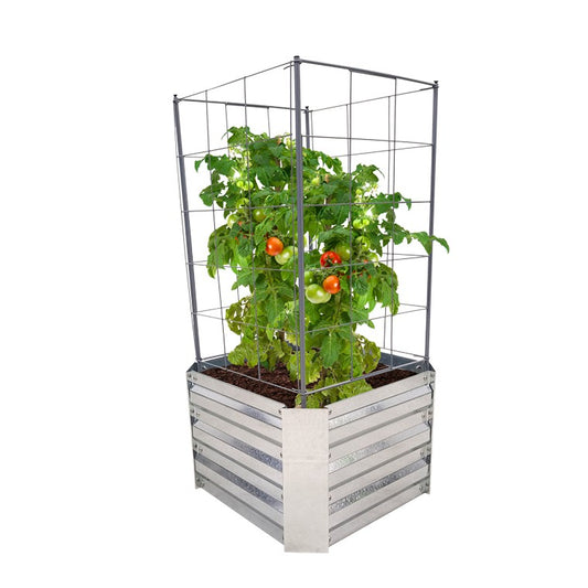 Tomato Trellis