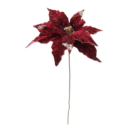 Poinsettia Regal Velvet, 54cm, Asstd