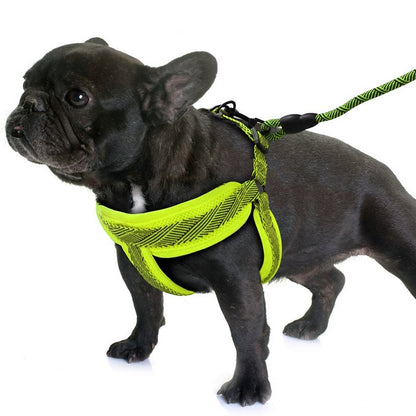 Mesh Lead & Harness, Small, 3 Asstd Colours