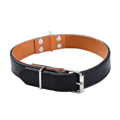 Premium Original Padded  Dog Collar, Large, 4 Asstd Colours